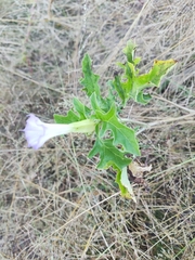 Datura quercifolia