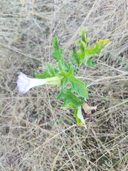 Datura quercifolia