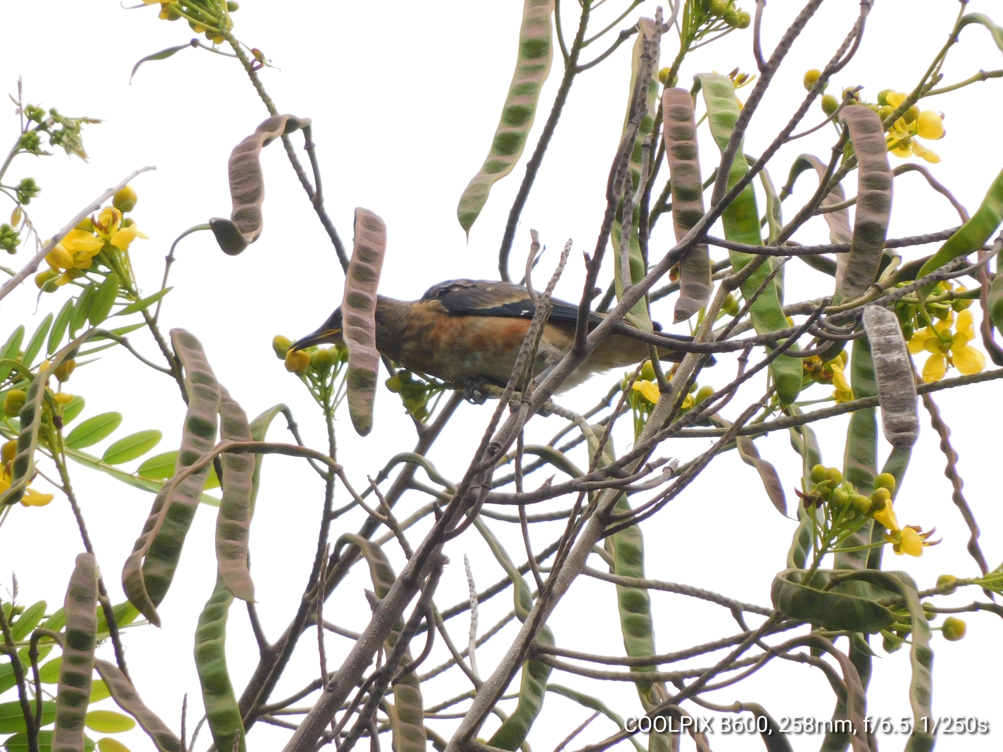 Spot-winged Starling