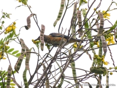 Saroglossa spilopterus