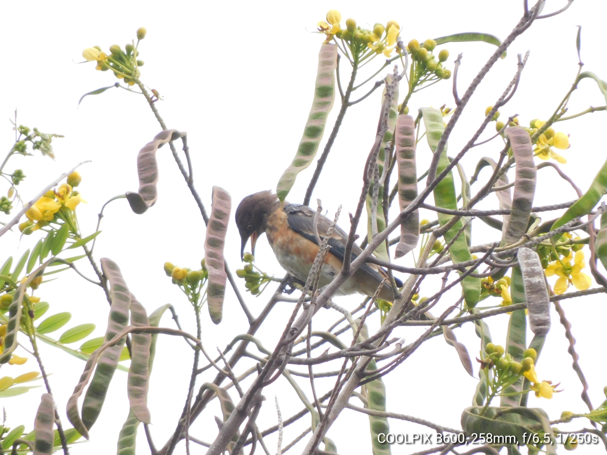 Spot-winged Starling