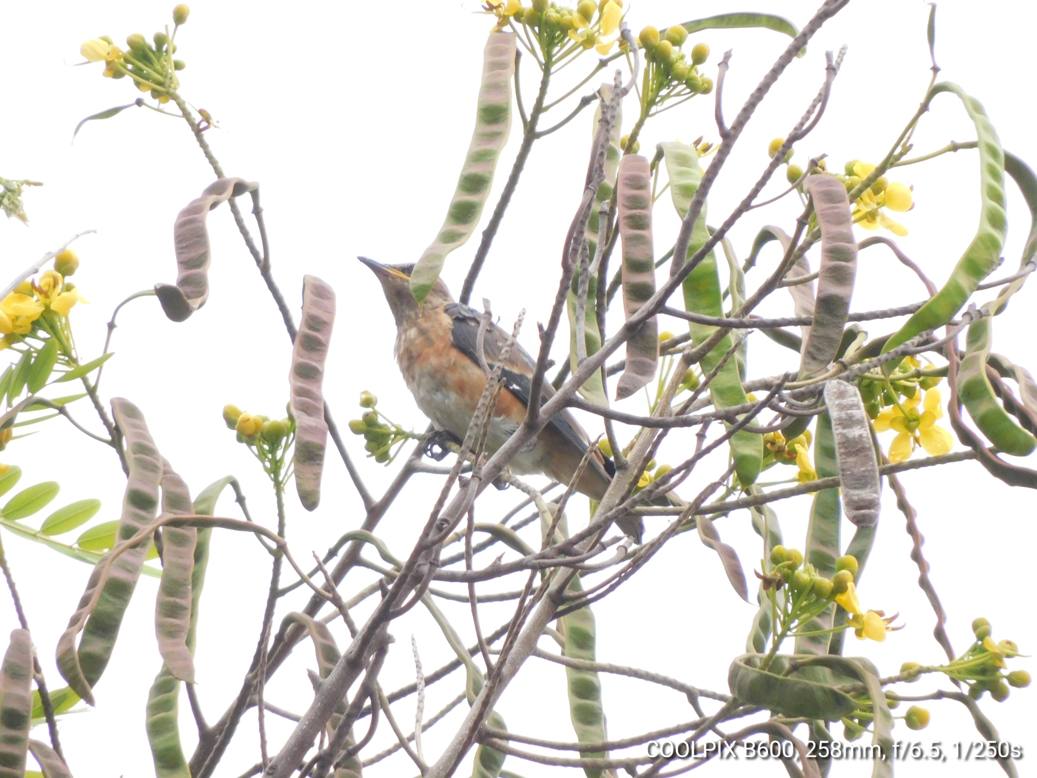 Spot-winged Starling