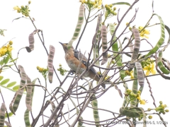 Saroglossa spilopterus