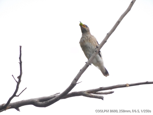 Spot-winged Starling (Saroglossa spilopterus), photo 8