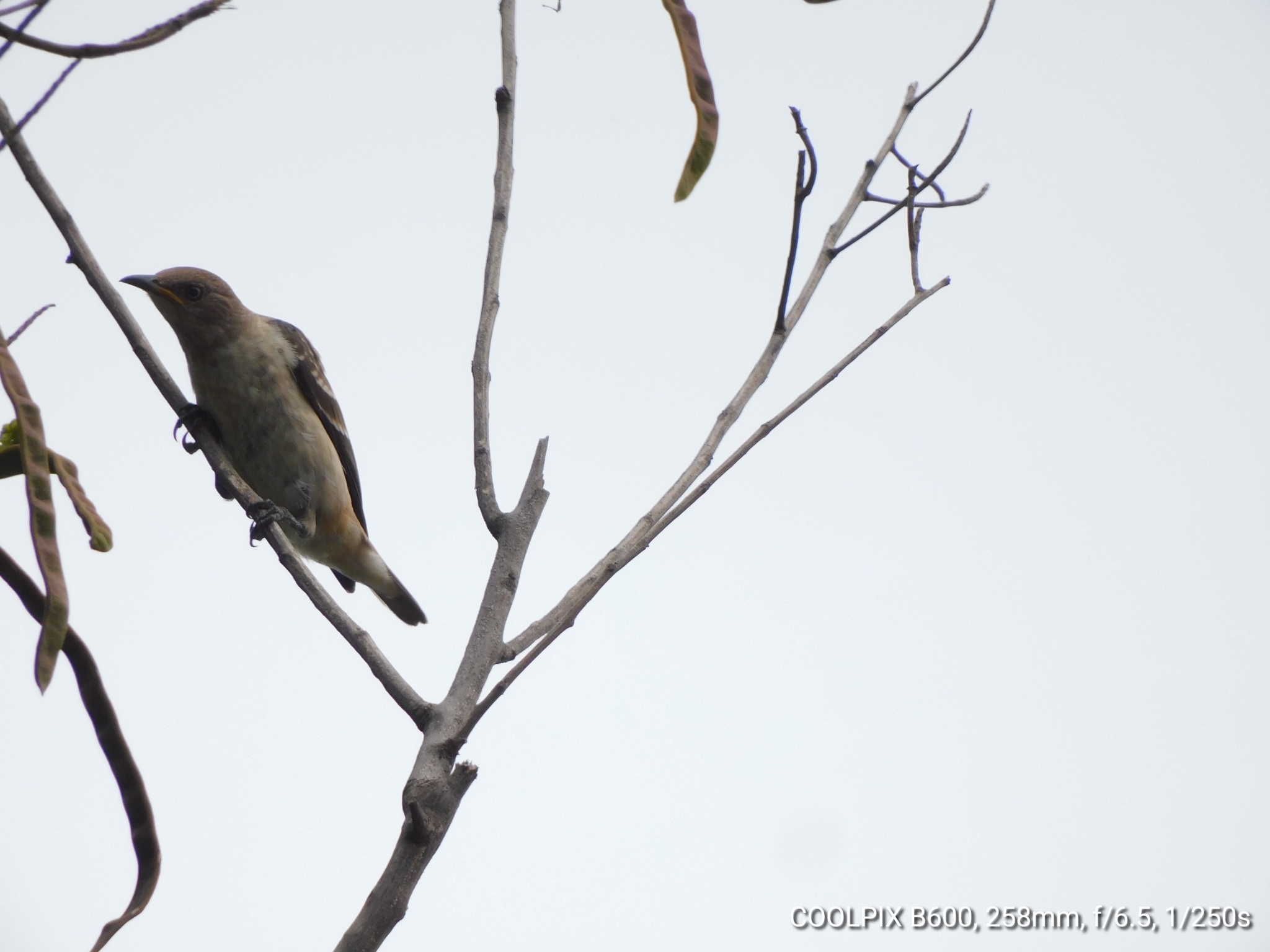 Spot-winged Starling
