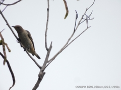 Saroglossa spilopterus