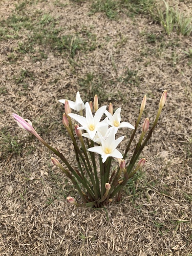 Brazos rain-lily
