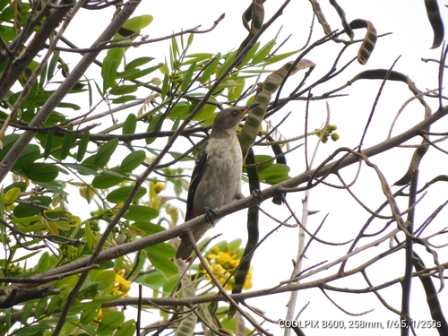 Spot-winged Starling (Saroglossa spilopterus), photo 9