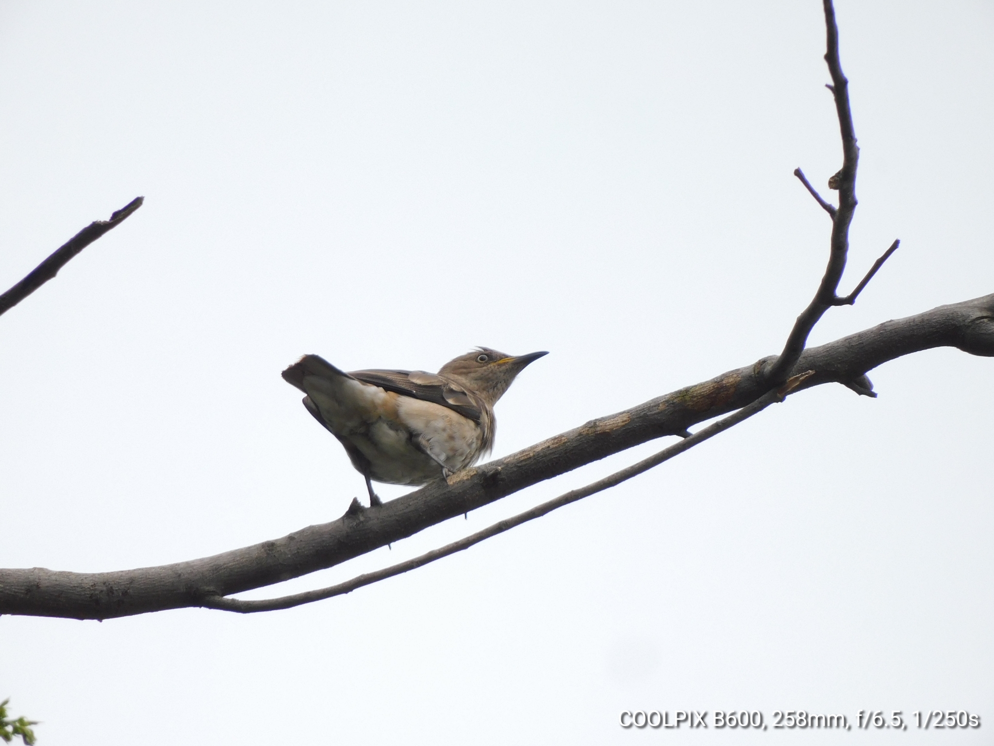 Spot-winged Starling