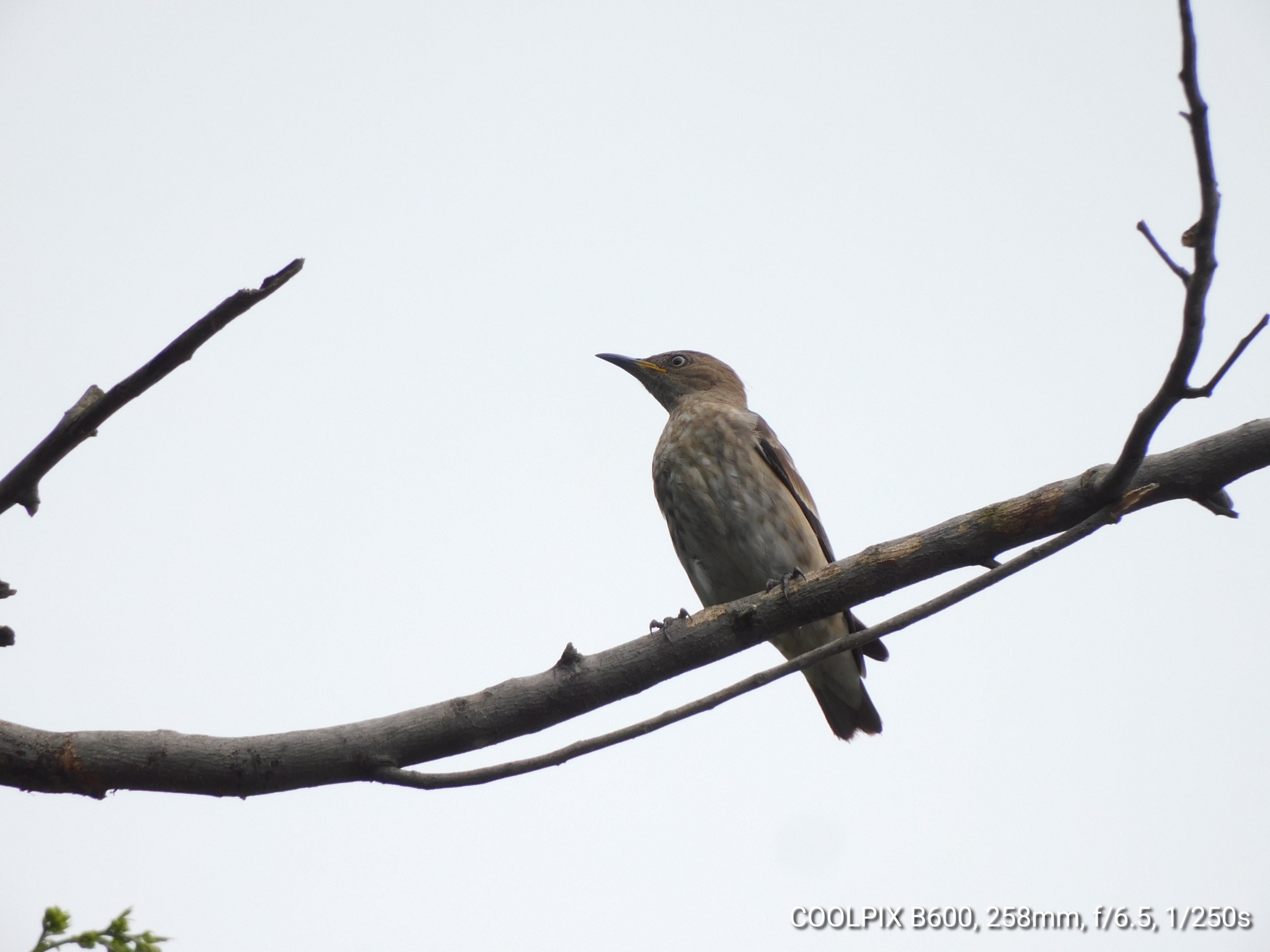Spot-winged Starling