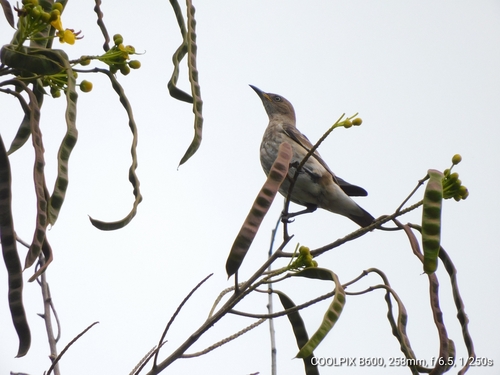 Spot-winged Starling (Saroglossa spilopterus), photo 6