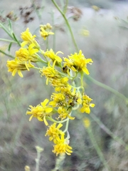 Hymenothrix wislizeni