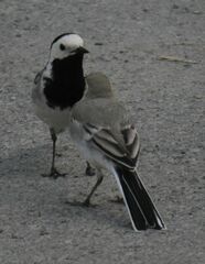 Motacilla alba
