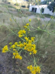 Hymenothrix wislizeni