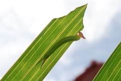 Elymnias hypermnestra