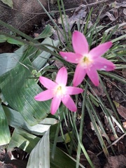 Zephyranthes rosea