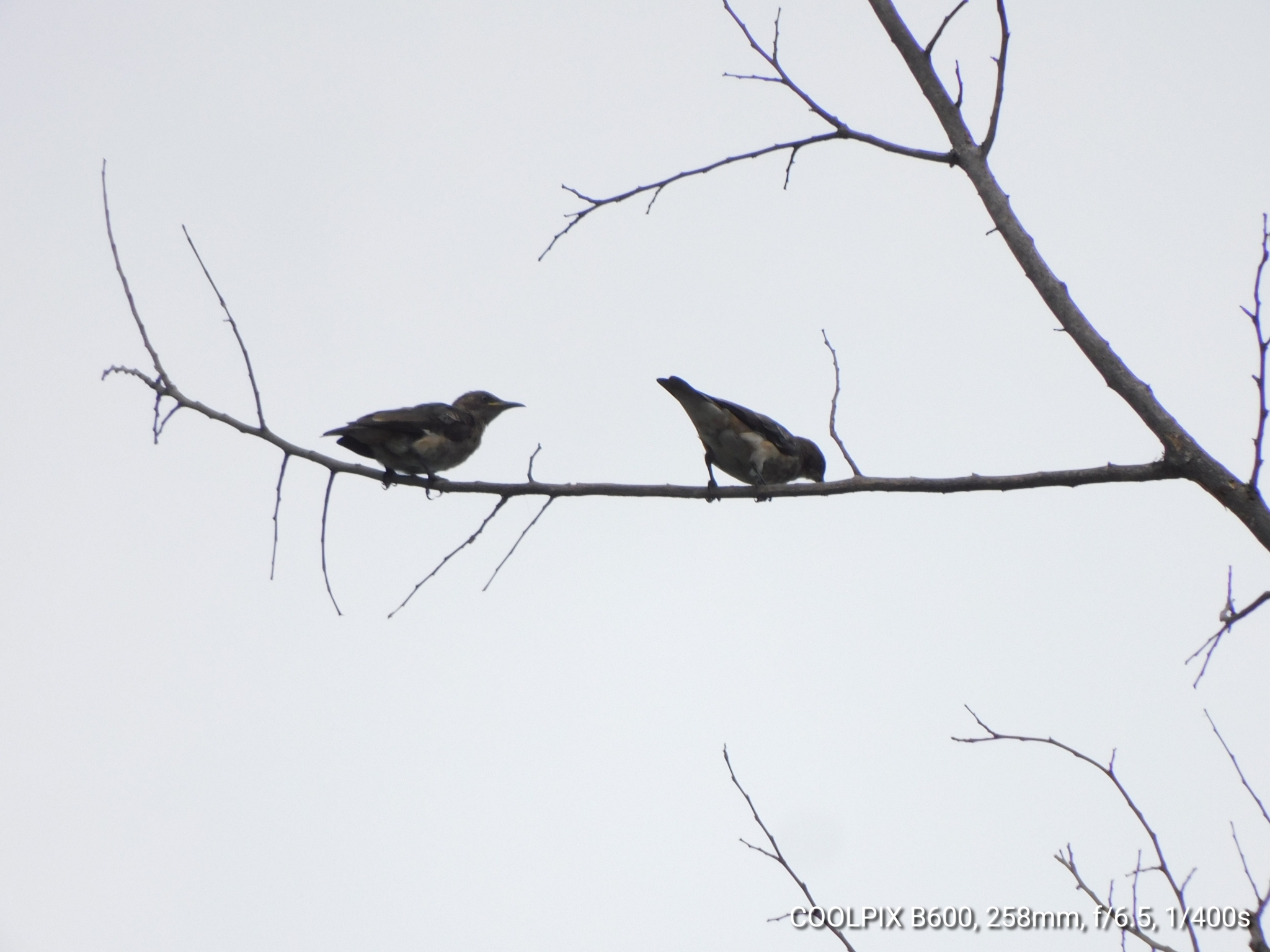 Spot-winged Starling