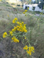 Hymenothrix wislizeni