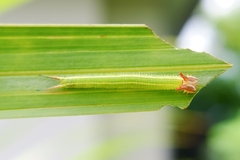 Elymnias hypermnestra