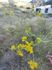 Hymenothrix wislizeni