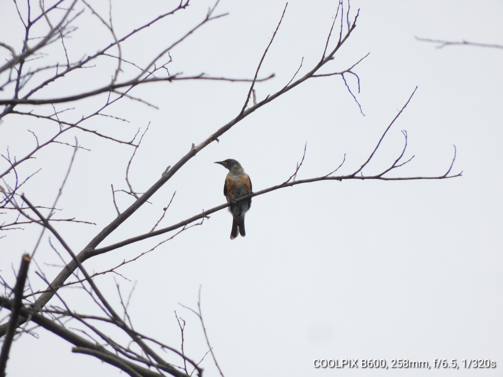 Spot-winged Starling