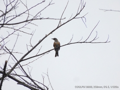 Saroglossa spilopterus