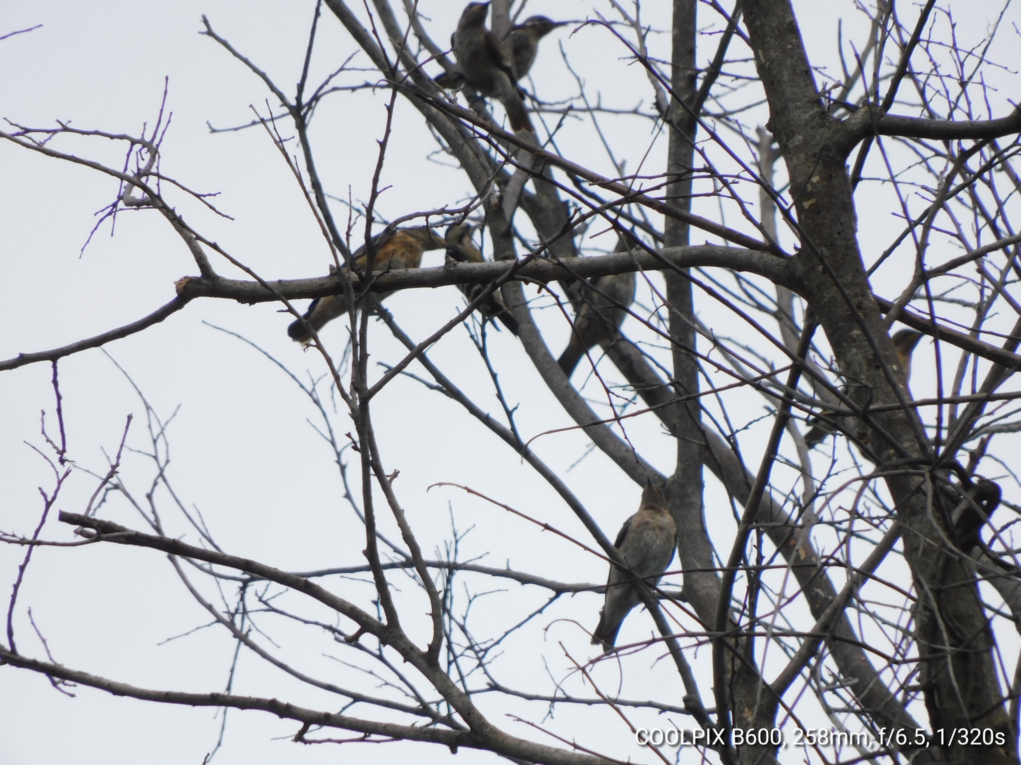 Spot-winged Starling