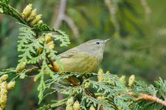 Leiothlypis celata orestera