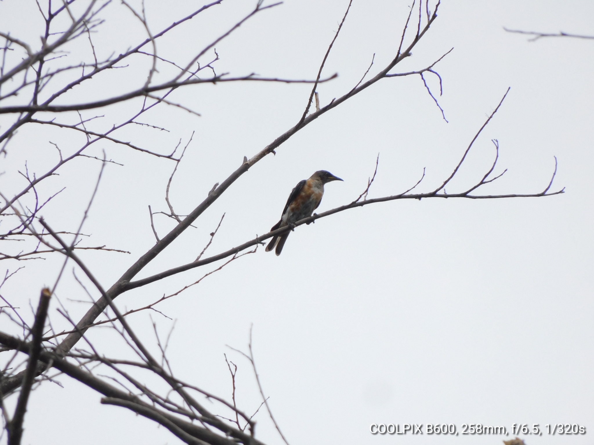 Spot-winged Starling