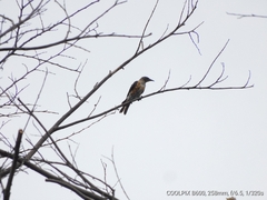 Saroglossa spilopterus