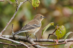 Setophaga coronata coronata