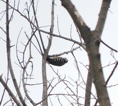 Yungipicus canicapillus