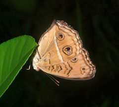 Junonia almana
