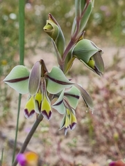 Gladiolus orchidiflorus