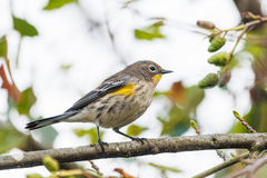 Setophaga coronata auduboni
