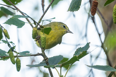 Leiothlypis celata lutescens