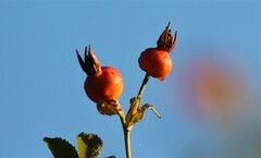 Rosa nutkana