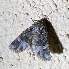 Lacinipolia olivacea