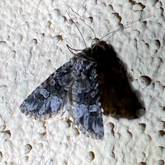 Lacinipolia olivacea