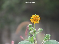 Smallanthus sonchifolius