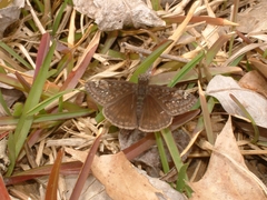 Erynnis juvenalis