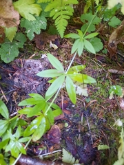 Galium triflorum