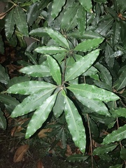 Photinia serratifolia