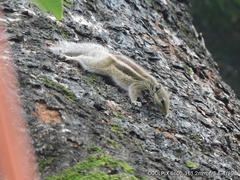 Funambulus pennantii