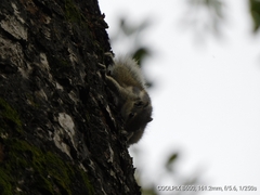 Funambulus pennantii