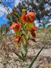 Gladiolus speciosus