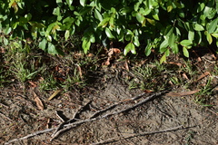 Sceloporus occidentalis longipes