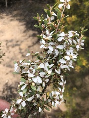 Leptospermum coriaceum