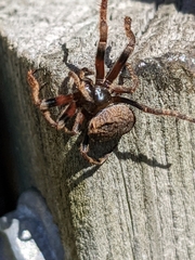 Poltys illepidus