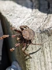 Poltys illepidus